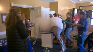 paard op witte sokken